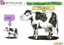 cows