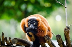 Lemur